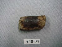 藏品(虎第一指骨)的圖片